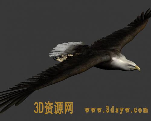 鹰