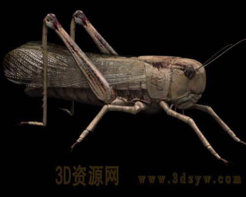 蝗虫