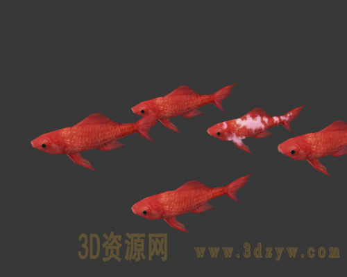 锦鲤鱼