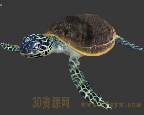 海龟