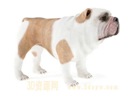 斗牛犬