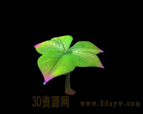 叶子水珠