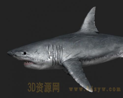 鲨鱼