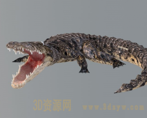 鳄鱼