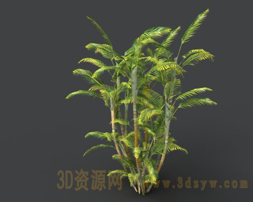 热带植物 树木