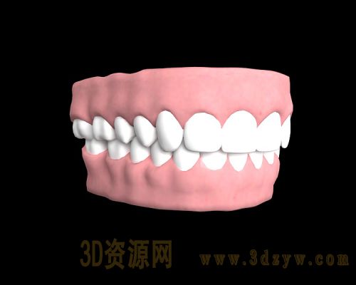 人体牙齿 牙齿机构
