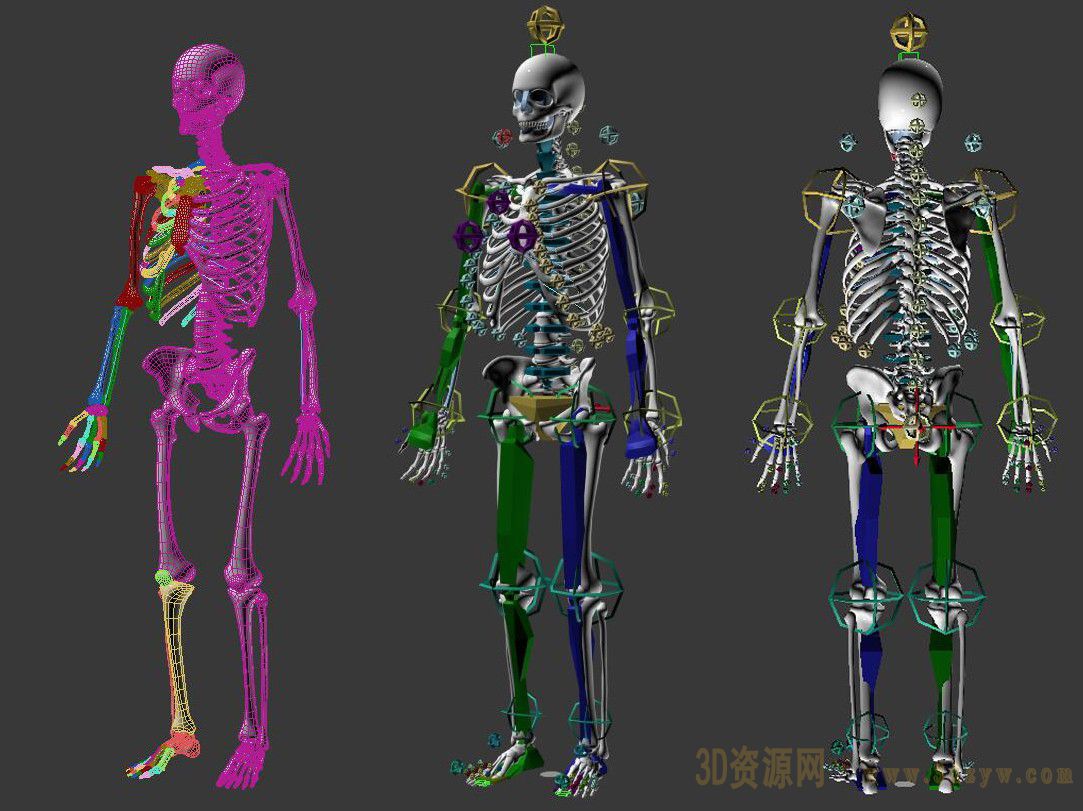 图1 全身骨骼(前面观)-人体解剖学实验-医学