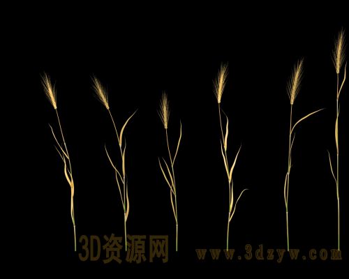 麦子 麦穗模型 麦苗模型