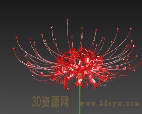 彼岸花3d模型 曼珠沙华 