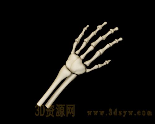 手掌骨骼模型 手部骨骼模型