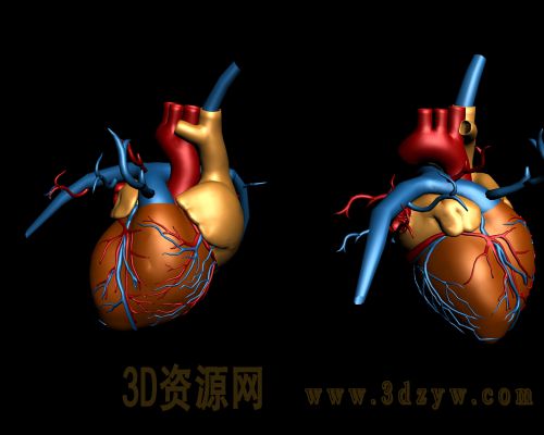 心脏模型 人体器官