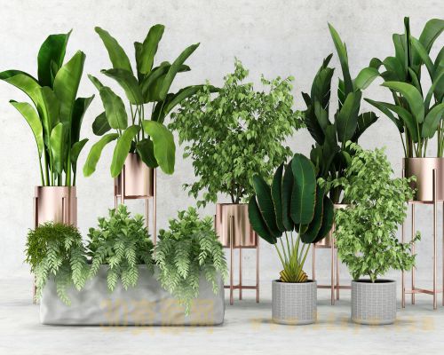植物盆景绿植模型 现代盆栽绿植模型
