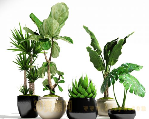 植物盆景绿植模型 绿植盆栽 植物模型