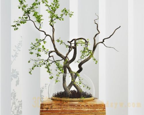 植物盆景绿植模型 现代盆栽绿植模型