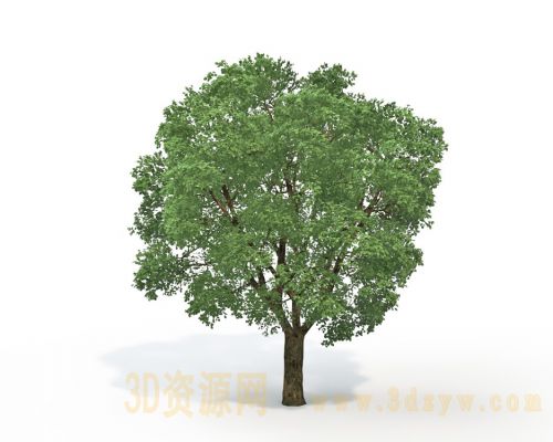 树3d模型 风景树