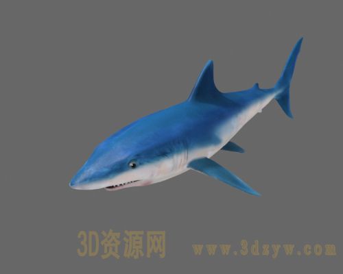 鲨鱼模型 鲨鱼动画