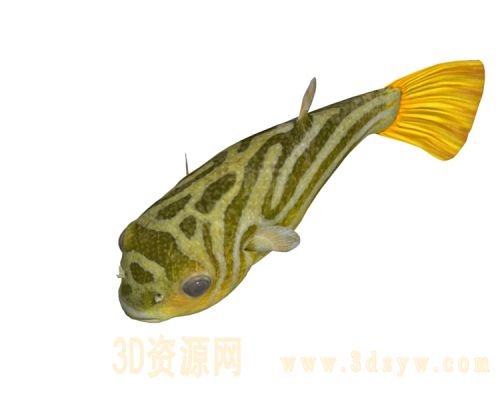 河豚3D模型 鱼 fish