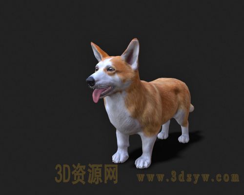 柯基犬3d模型  威尔士柯基犬