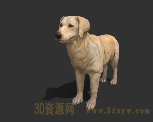 金毛犬3d模型 金毛寻回犬 金毛狗