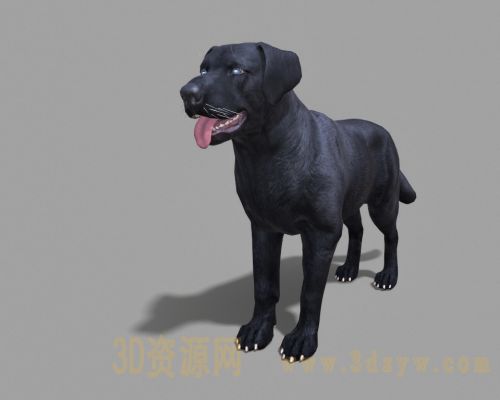 拉布拉多猎犬模型 黑拉布拉多狗模型