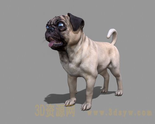 哈巴狗3d模型 八哥犬