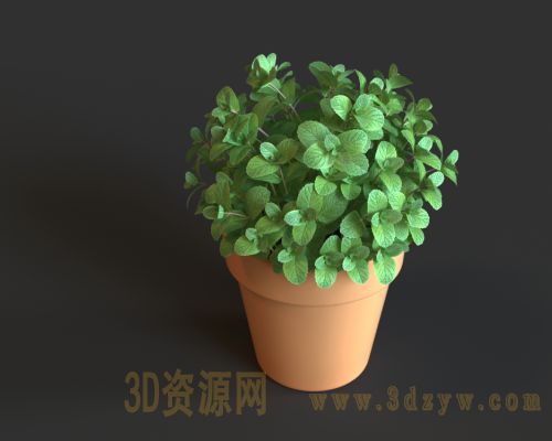 薄荷3d模型 薄荷盆栽 绿植