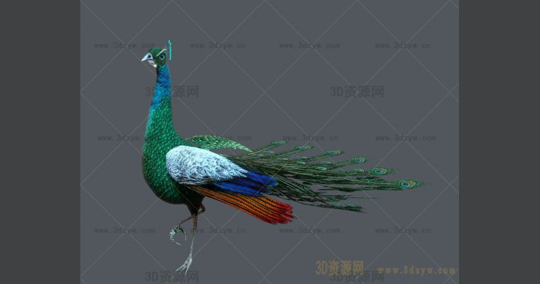孔雀3d模型孔雀游戏动作- 3D资源网-丰富的3D模型资源分享交流平台