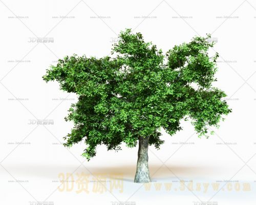 大树 树木模型