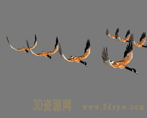 大雁飞行动画 大雁模型
