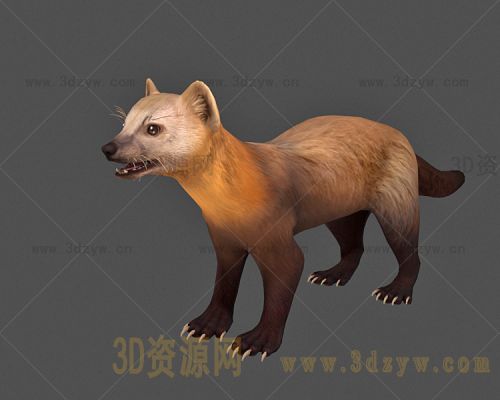 紫貂模型 紫貂原地走路 紫貂原地跳动画 林貂 貂鼠 赤貂