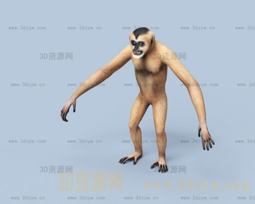 白颊长臂猿模型 北白颊长臂猿3D模型