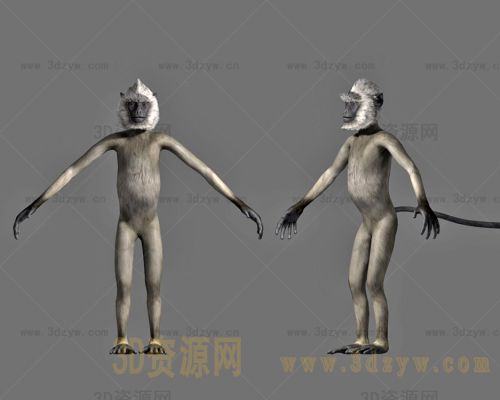 长尾叶猴模型  缨冠灰叶猴模型