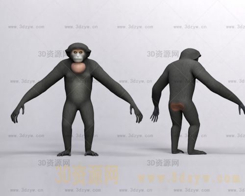 合趾猿3d模型