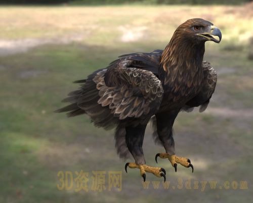 金雕3d模型 老雕 鹫雕 金脖雕 大型猛禽雕 猛禽 隼 