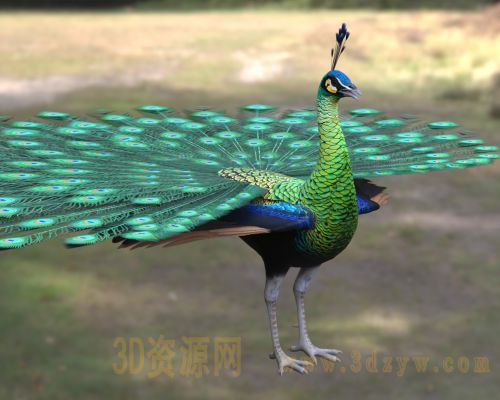 绿孔雀3d模型 爪哇孔雀模型 观赏鸟类孔雀