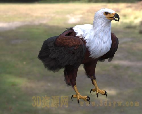 非洲海雕3d模型 非洲鱼雕 吼海雕 非洲猛禽海雕