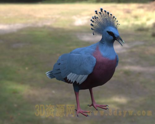 维多利亚凤冠鸠3d模型 维多利亚冠鸠 凤冠鸠 大鸽子 雨林鸟类