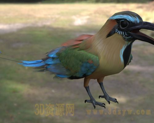 绿眉翠鴗3d模型  turquoise  眉翠鴗  美洲热带鸟类 长尾眉翠鴗鸟类