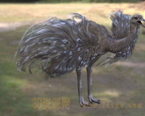 小美洲鸵3d模型 lesser rhea  南美美洲鸵鸟